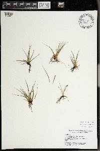 Isoetes echinospora image