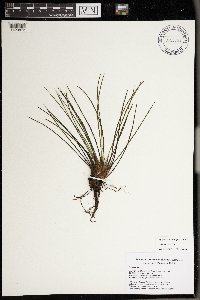 Isoetes lacustris image