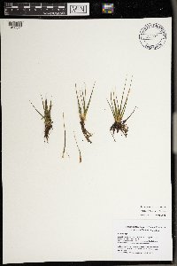 Isoetes echinospora image