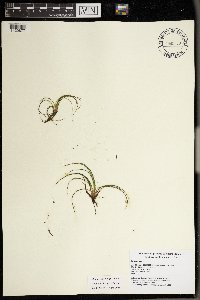 Isoetes echinospora image