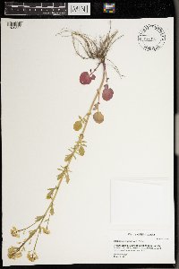 Barbarea vulgaris image