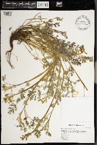 Corydalis aurea image