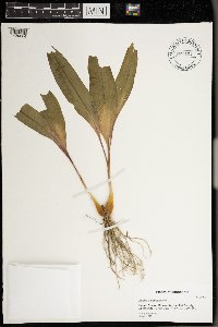 Allium tricoccum image