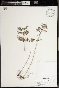 Pellaea intermedia image