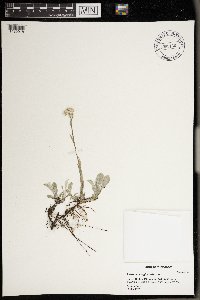 Antennaria neglecta image