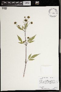 Bidens frondosa image