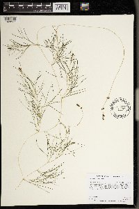 Stuckenia pectinata image