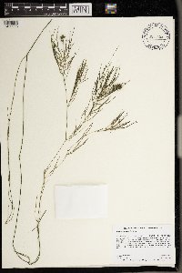 Stuckenia pectinata image