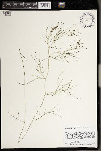 Stuckenia pectinata image