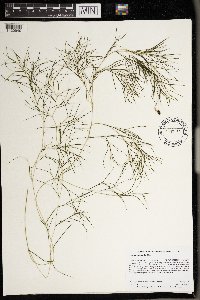 Stuckenia pectinata image