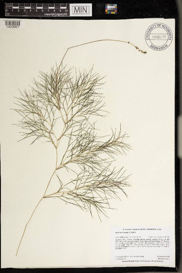 Stuckenia pectinata image