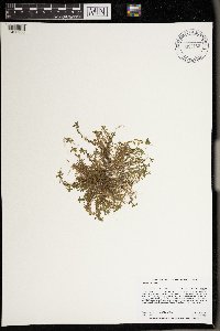 Callitriche palustris image