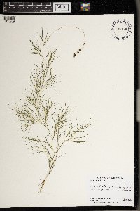 Stuckenia pectinata image