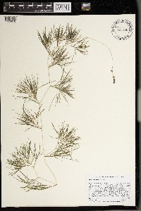 Stuckenia pectinata image