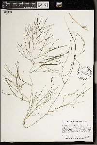 Stuckenia pectinata image