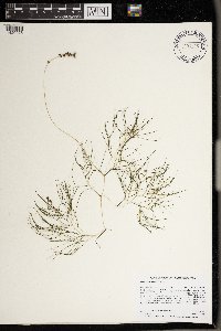 Stuckenia pectinata image