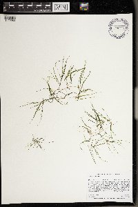 Zannichellia palustris image