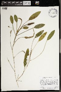 Potamogeton nodosus image