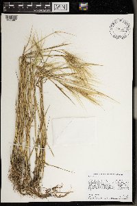 Hordeum jubatum image
