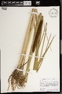 Typha angustifolia image