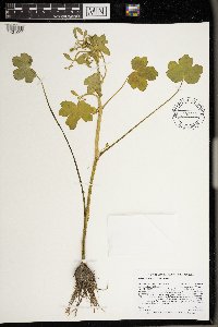 Ranunculus sceleratus image