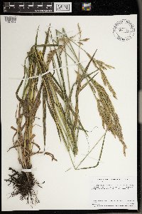 Bromus inermis image