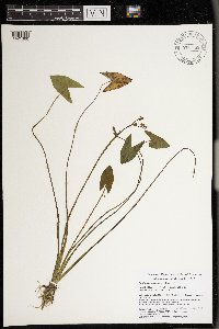 Sagittaria cuneata image