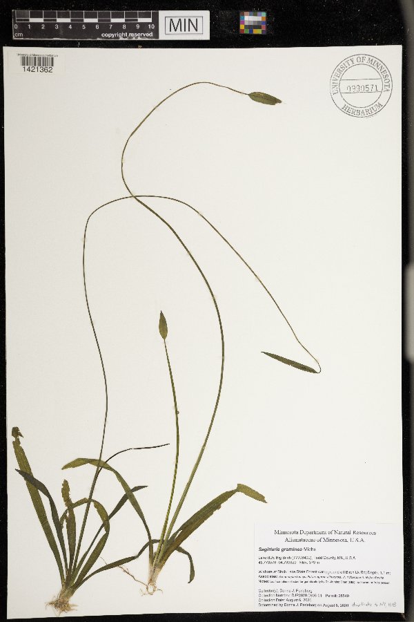 Sagittaria graminea image