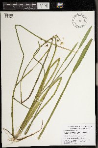 Sagittaria cristata image