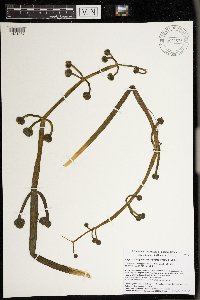 Sagittaria montevidensis image