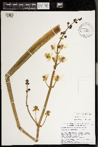 Sagittaria montevidensis image