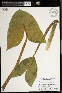 Sagittaria montevidensis image