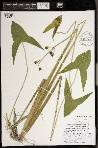 Sagittaria montevidensis image