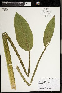 Sagittaria rigida image