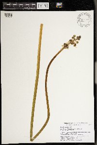 Sagittaria rigida image