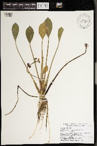 Sagittaria rigida image