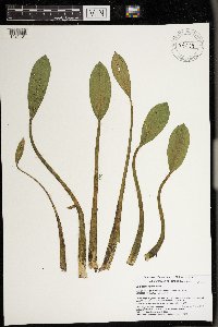 Sagittaria rigida image