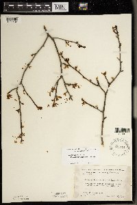 Ilex mucronata image