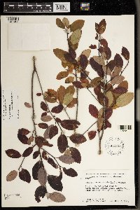 Ilex mucronata image