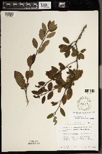 Ilex mucronata image