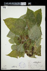 Aralia racemosa image