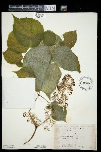 Aralia racemosa image