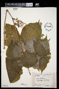 Aralia racemosa image