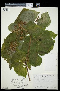 Aralia racemosa image