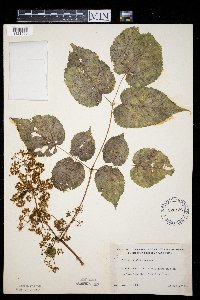 Aralia racemosa image