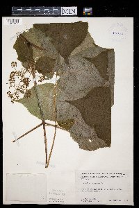 Aralia racemosa image