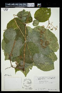 Aralia racemosa image
