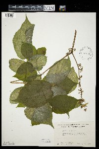 Aralia racemosa image