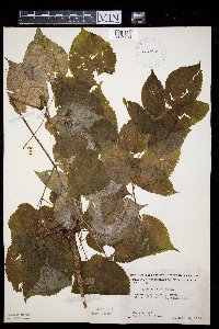 Aralia racemosa image