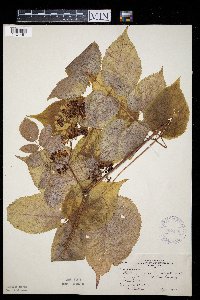 Aralia racemosa image